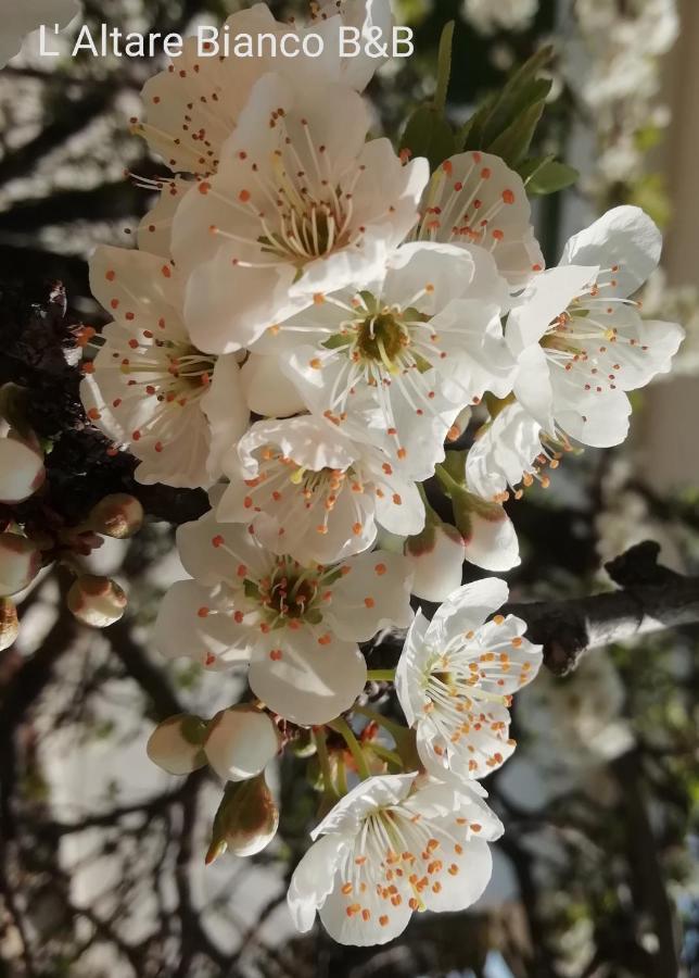 B&B L'Altare Bianco Весте Екстериор снимка
